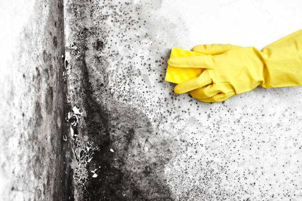 Best HVAC Mold Inspection and Cleaning  in Paw Paw, MI
