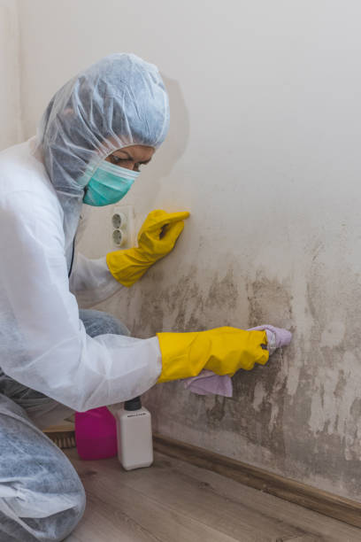 Best Mold Remediation for Healthcare Facilities  in Paw Paw, MI