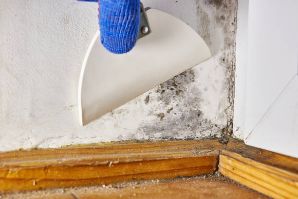 Best Basement Mold Removal  in Paw Paw, MI