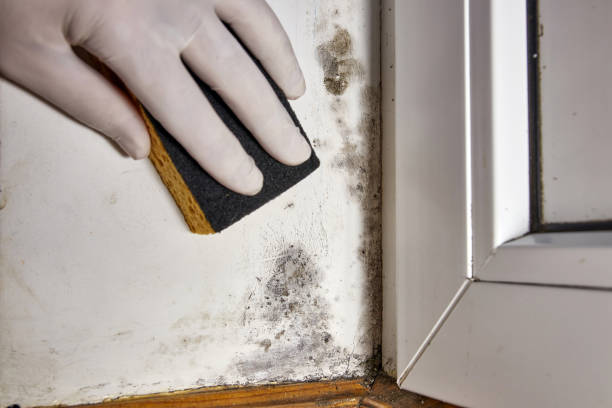 Best Mold Removal for HVAC Installations  in Paw Paw, MI